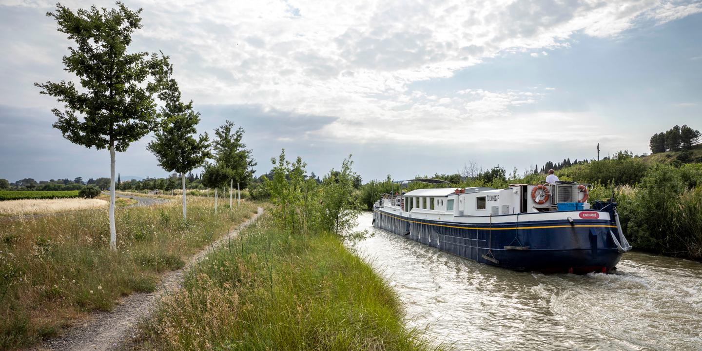 Canal du Midi : vingt ans de lutte contre le chancre coloré bouleversent les paysages