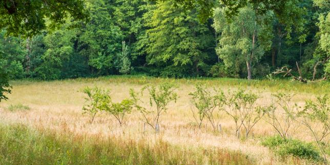 La Vallée, de Fabrice Hyber, en Vendée, en juin 2026.