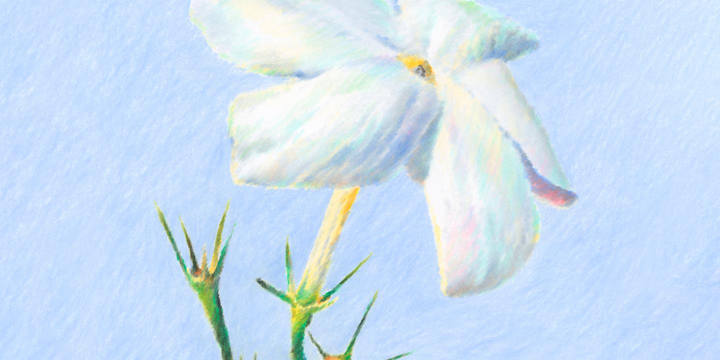Jasmin : la délicate reine de la nuit en Provence