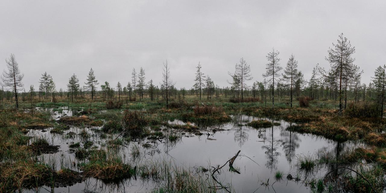 Restored parts of Valkeasuo in the north,
where waters have risen already in a post-restoration situation.Peat Story for Le Monde