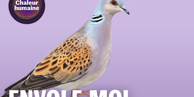 Envole-moi : la tourterelle des bois (3/6)