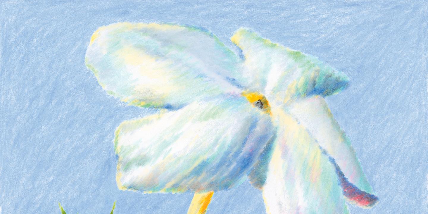 De la lavande à la tubéreuse : ces fleurs qui embaument l'été