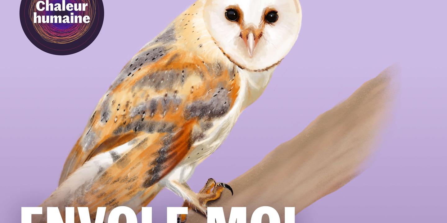 Envole-moi : la chouette effraie, sentinelle des campagnes