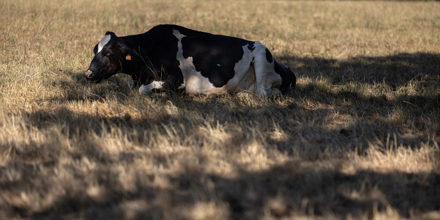 Canicule : 24 départements en vigilance rouge, chaleurs extrêmes persistent