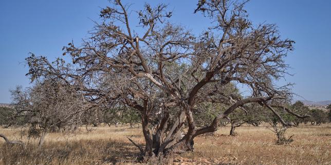 Frappé par des canicules à répétition, le Maroc craint de manquer d’eau