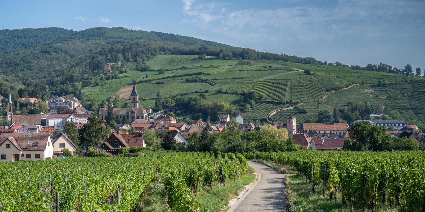À Ribeauvillé, la plus ancienne coopérative viticole de France