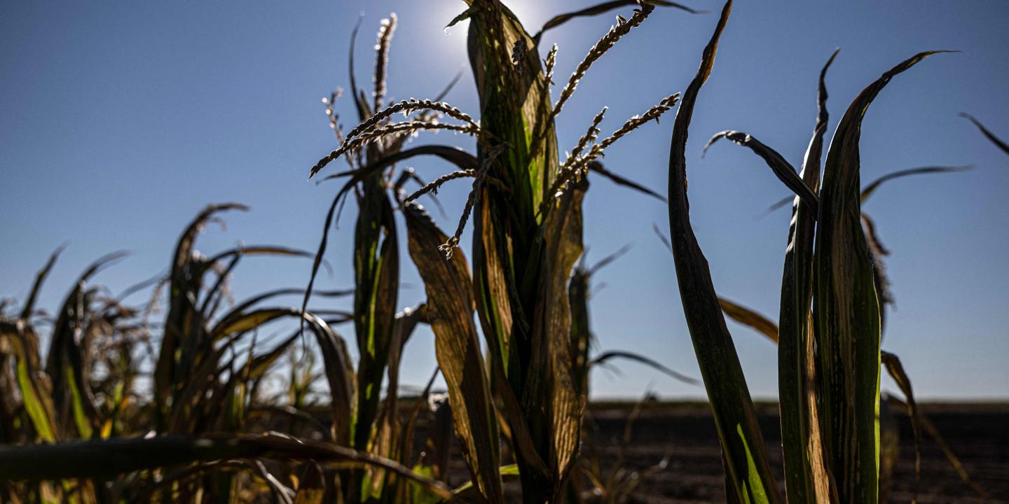 Canicule : incendie près de l'A6, 37 départements en vigilance rouge lundi