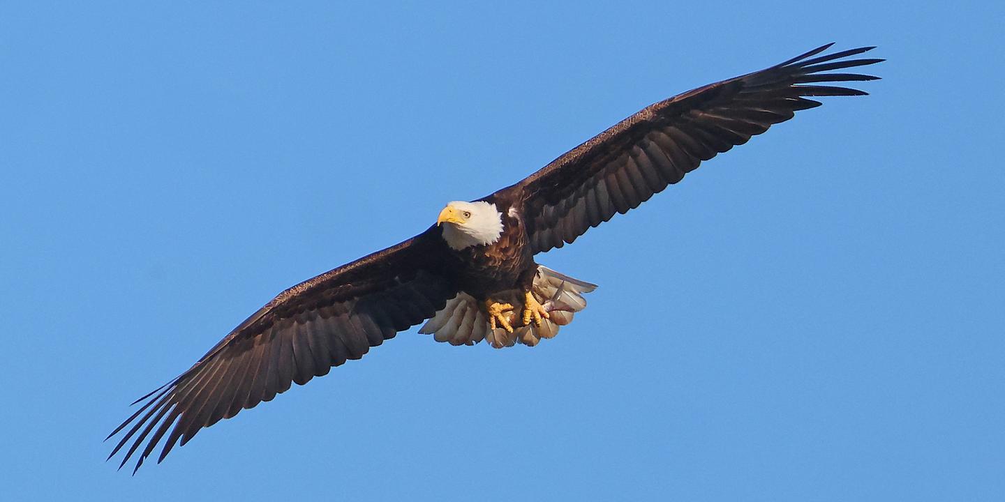 Espèces menacées : l’administration Trump s’attaque à une loi emblématique de protection de la nature