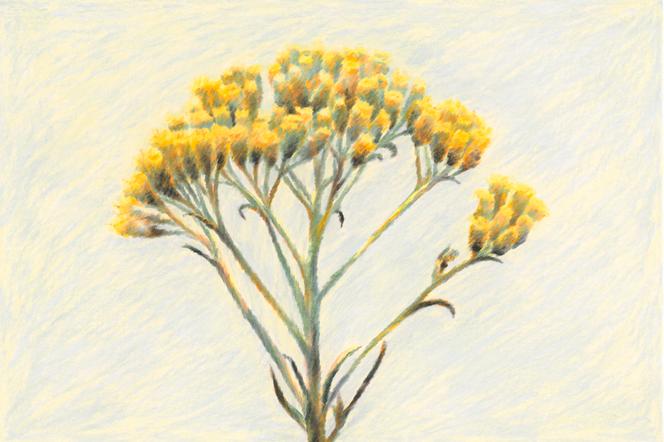 L&rsquo;immortelle (&laquo;&nbsp;Helichrysum italicum&nbsp;&raquo;), une plante m&eacute;diterran&eacute;enne au fort caract&egrave;re. - CL&Eacute;MENT THOBY POUR M LE MAGAZINE DU MONDE