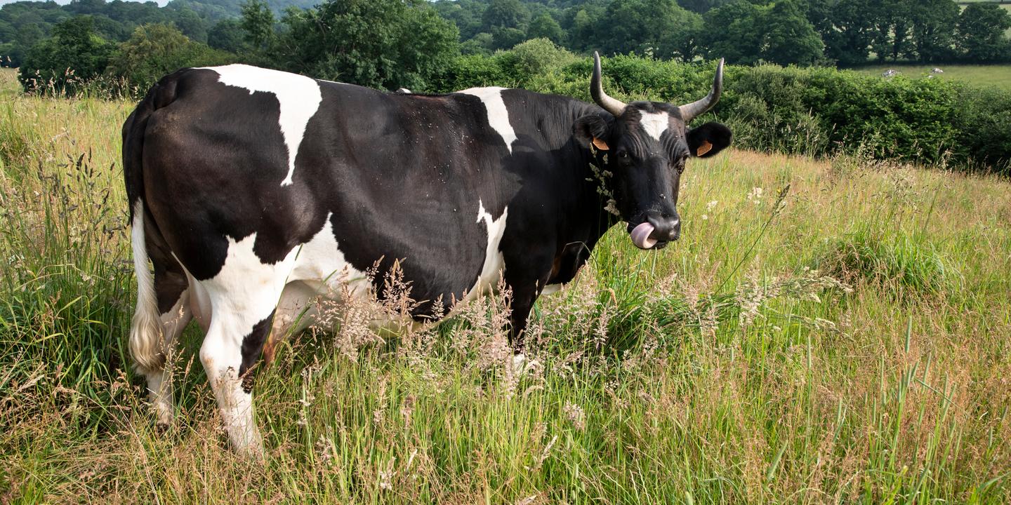 Des vaches rustiques mieux adaptées aux canicules