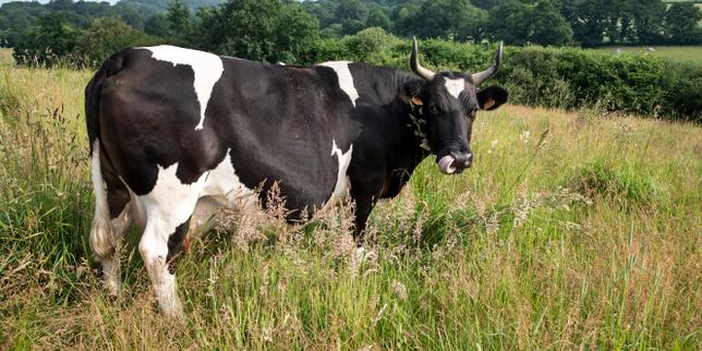 « Par ces chaleurs, on voit qu’on a fait le bon choix » : le pari d’élever des vaches rustiques, plus résistantes aux canicules