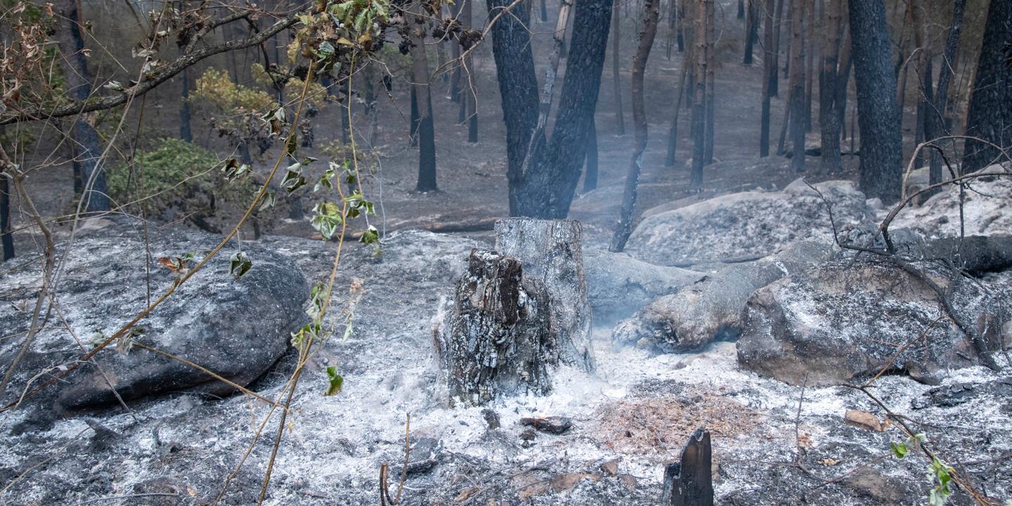 Canicule : 1 900 hectares brûlés à Fontainebleau, incendie fixé au Cap Fréhel