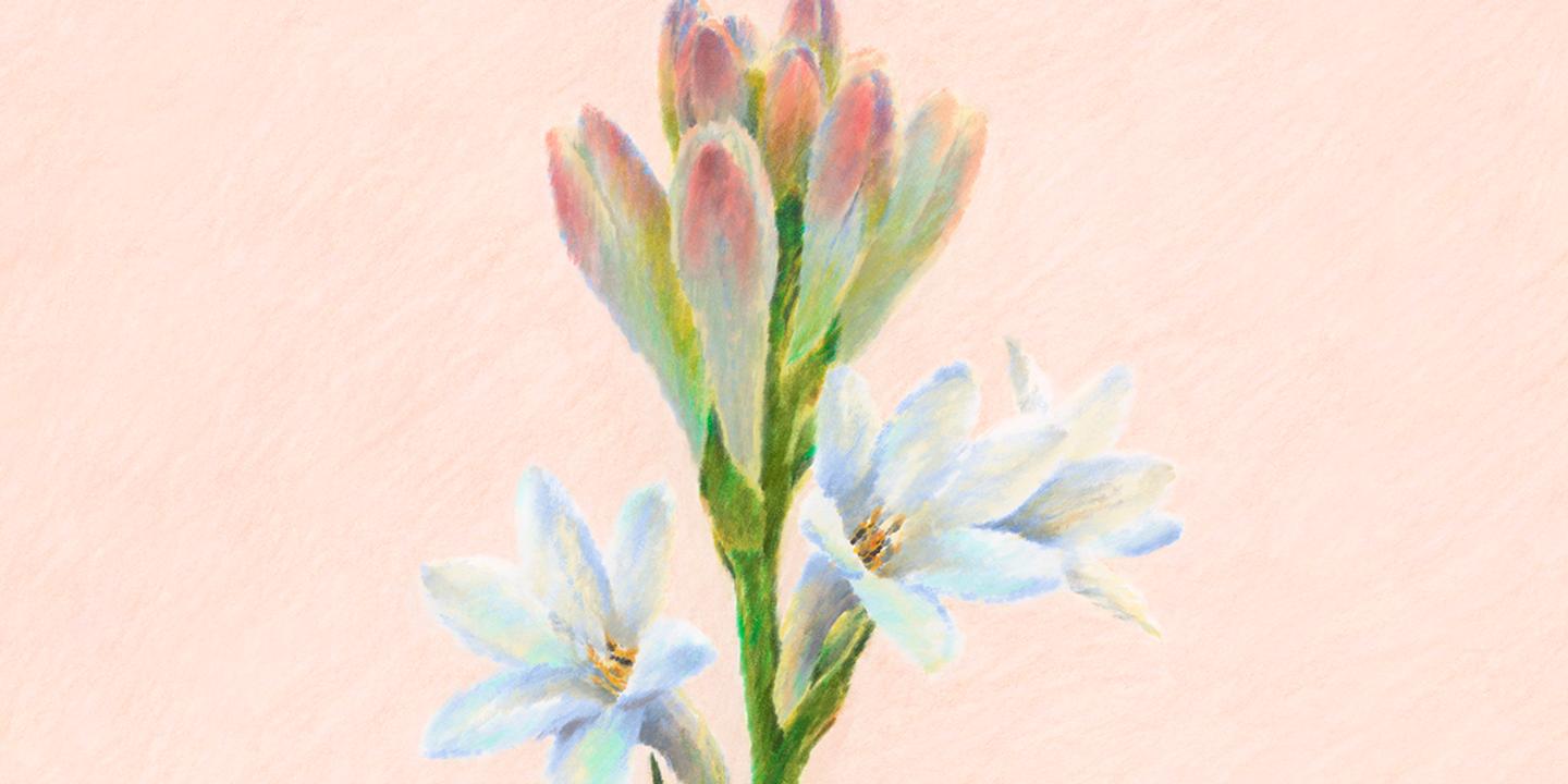 Tubéreuse : l'odeur envoûtante d'un péché floral