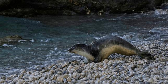 Former Greek prison island of Gyaros becomes biodiversity haven