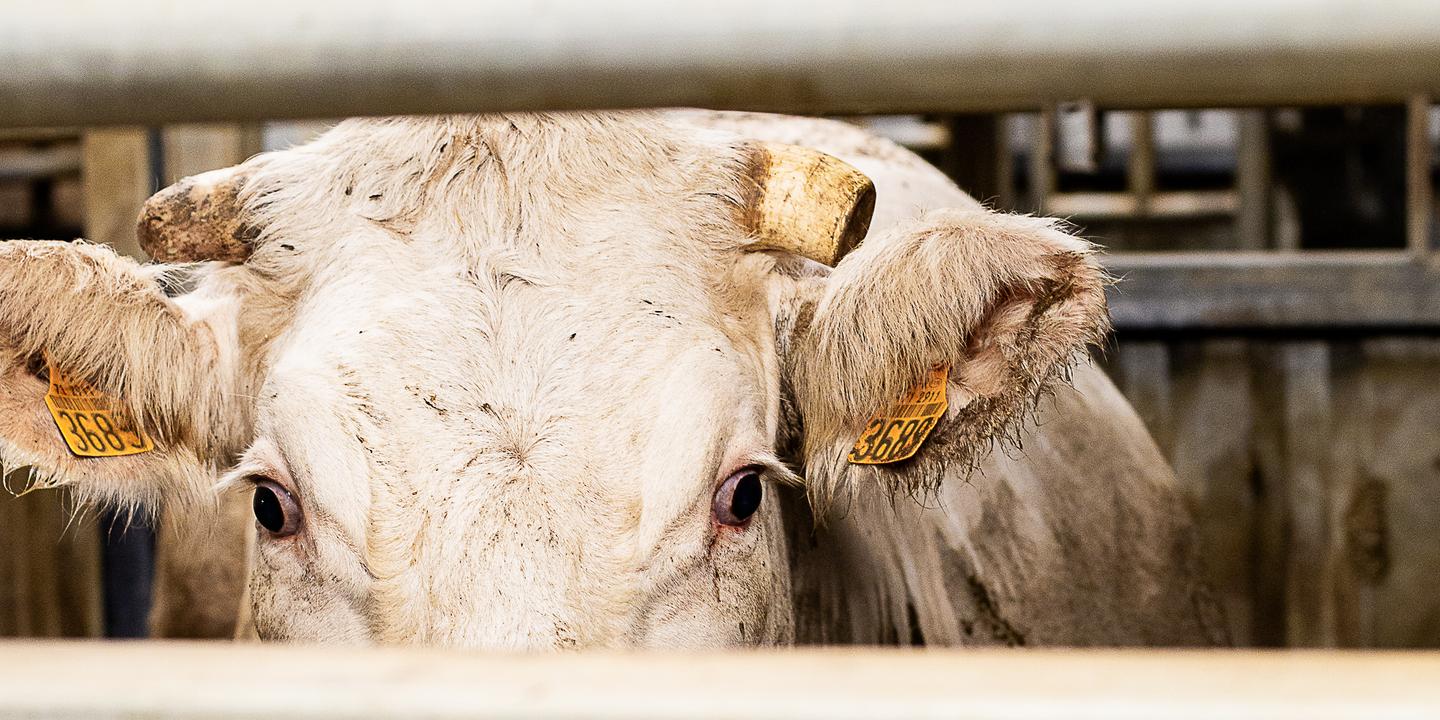 Sauvetage de l'abattoir d'Autun : un modèle artisanal contre l'industrie