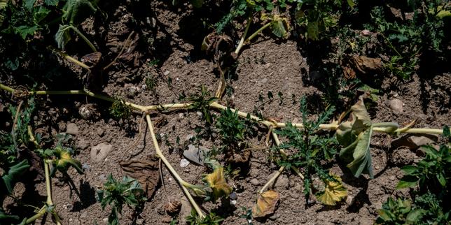 La sécheresse provoque un « effondrement » de la production de légumes : « Même irrigués, les jeunes plants n’ont pas survécu »