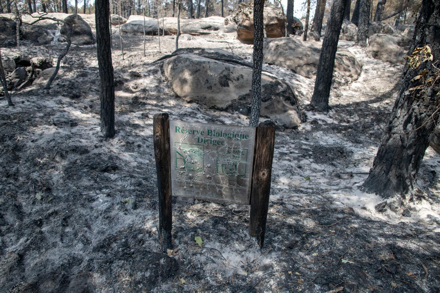 'It still feels a bit unreal': Lovers of Fontainebleau forest 'deeply saddened' by devastating fire