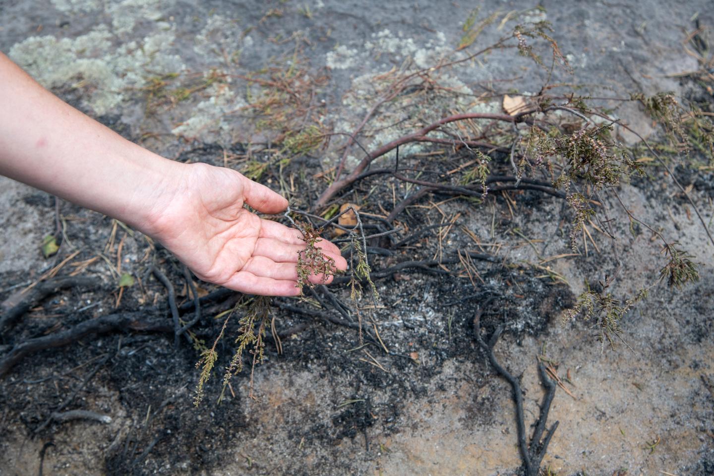The forest's slow return after fires: 'It feels like all life is gone, but in reality, much remains'