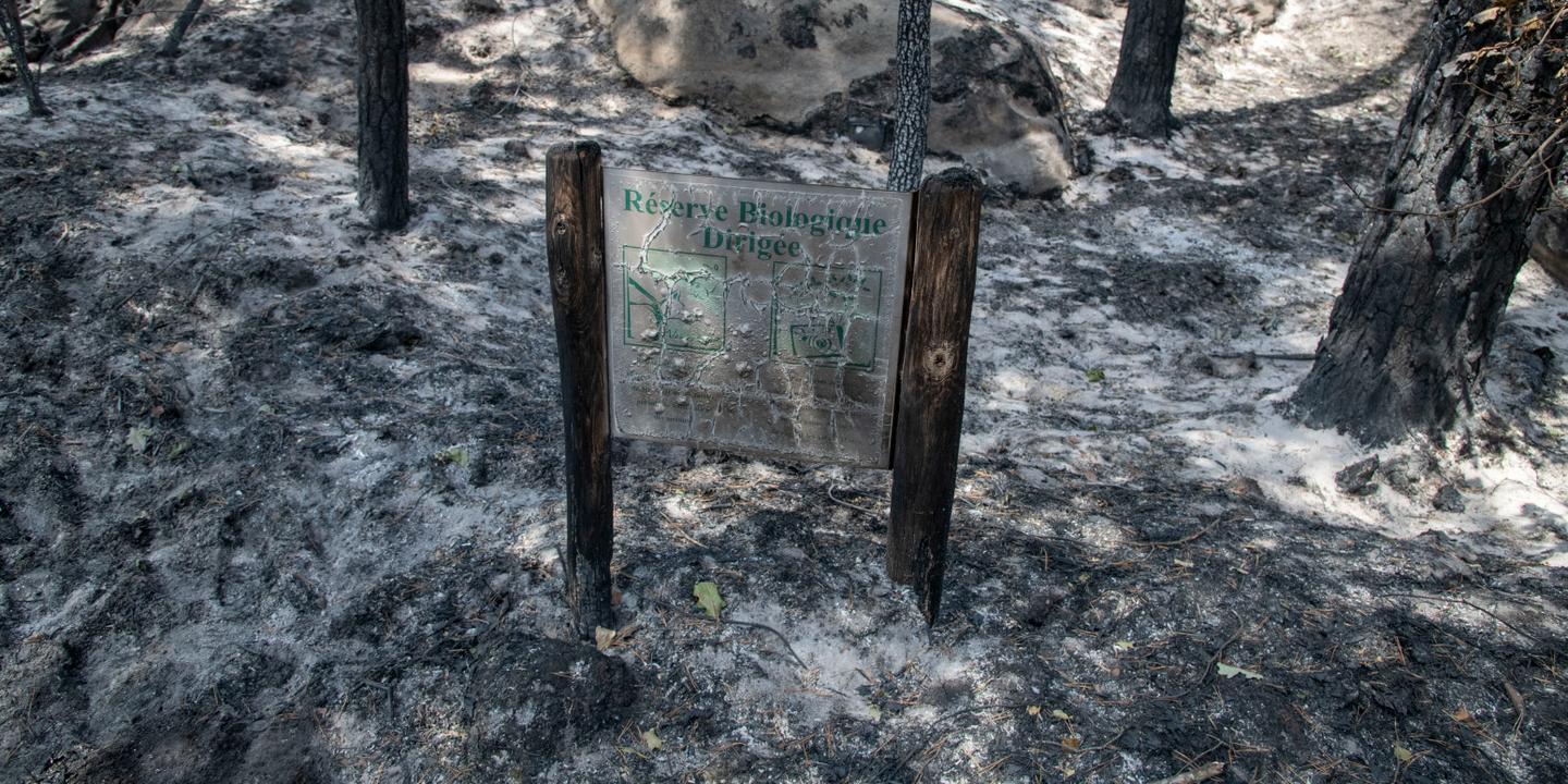 Incendie à Fontainebleau : une tristesse profonde au-delà des dégâts