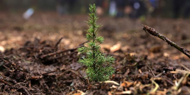 La leçon de la forêt : pourquoi la transition écologique ne tolère plus l'urgence bureaucratique