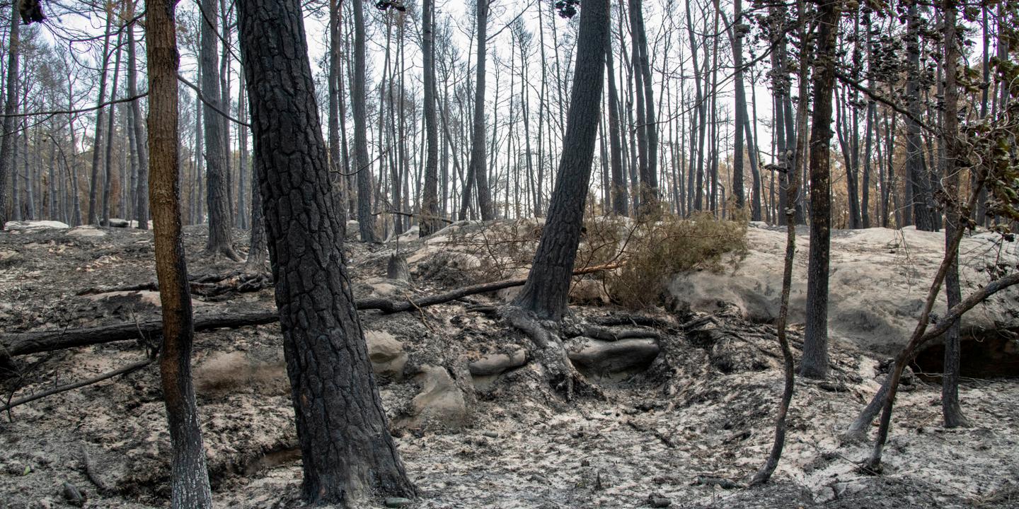 Incendies à Fontainebleau : deux ouvriers mis en examen