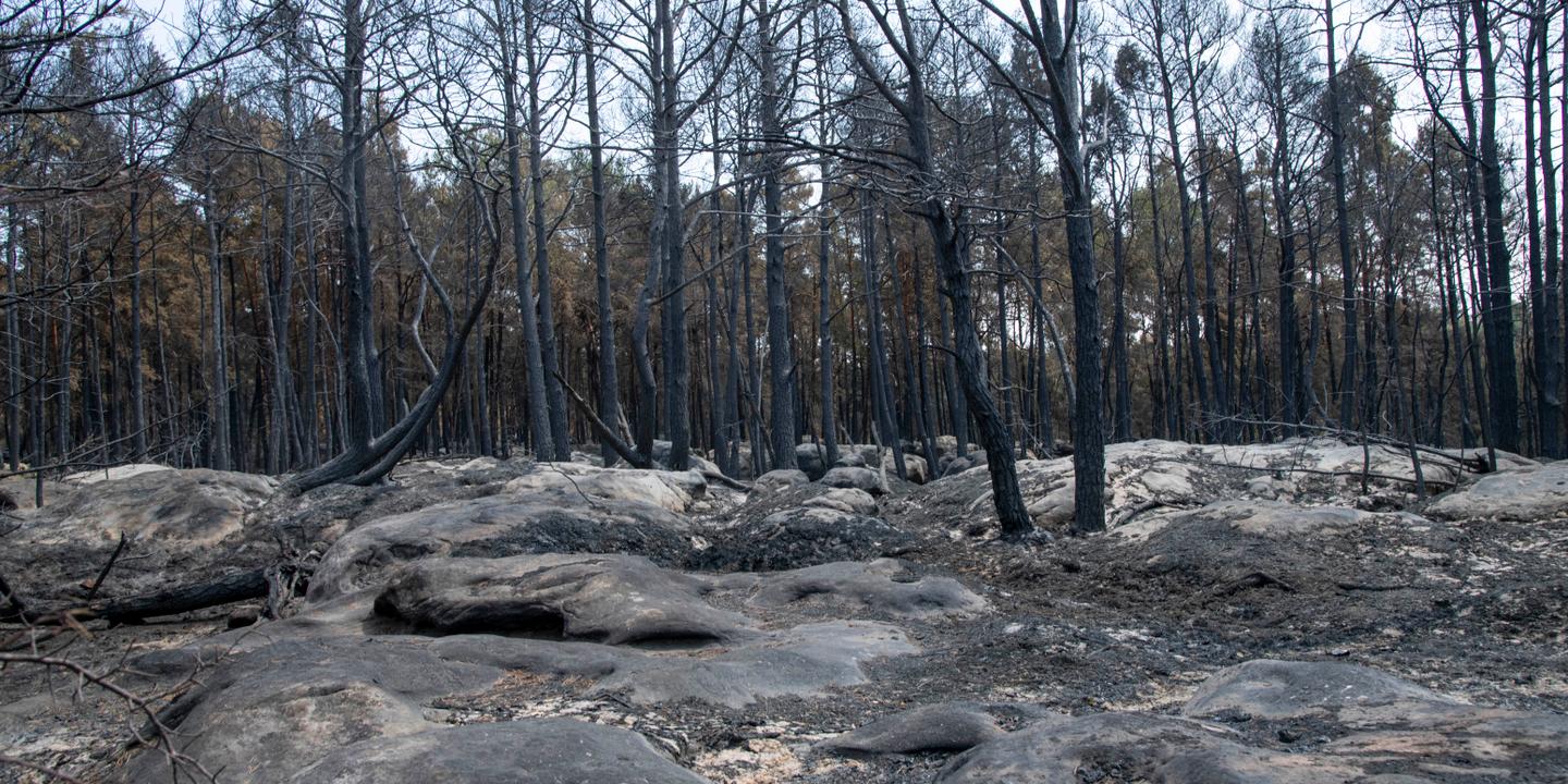 Alexis Jenni : les arbres calcinés, membres implorants du ciel