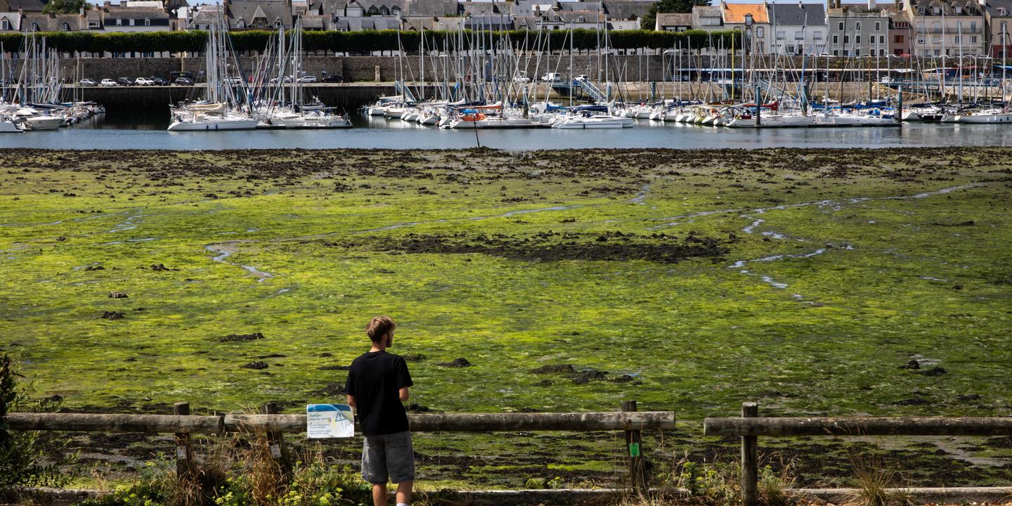 Algues vertes : la volonté politique manque pour changer le modèle agricole