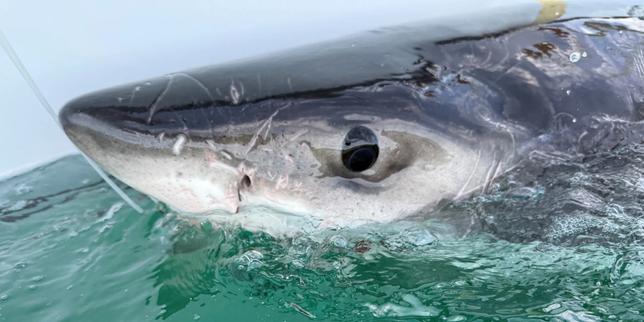 Au Canada, les requins blancs prennent leurs quartiers d’été dans le golfe du Saint-Laurent