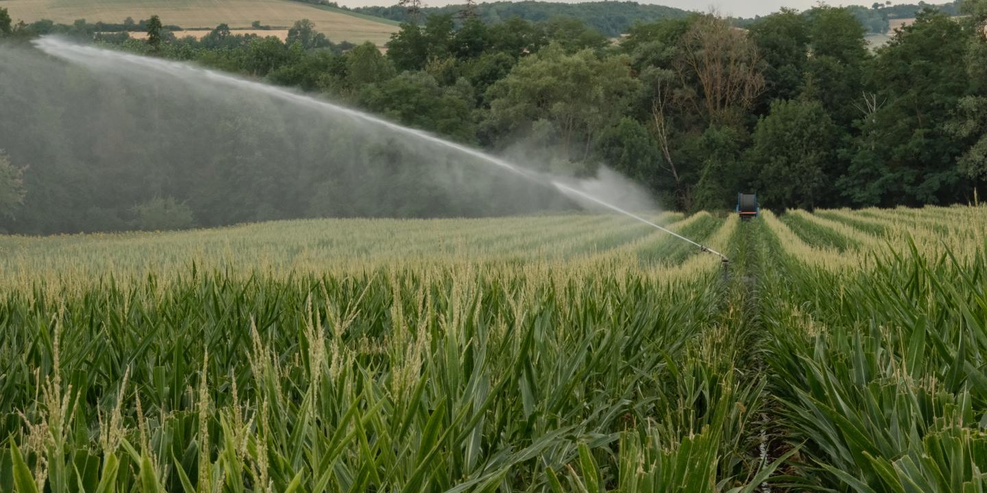 Loi urgence agricole : pas de suppression de la dérogation sur l'acétamipride, le Parlement tranchera