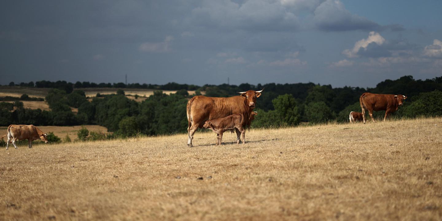 Soutien à l'agriculture : Lecornu promet des mesures floues