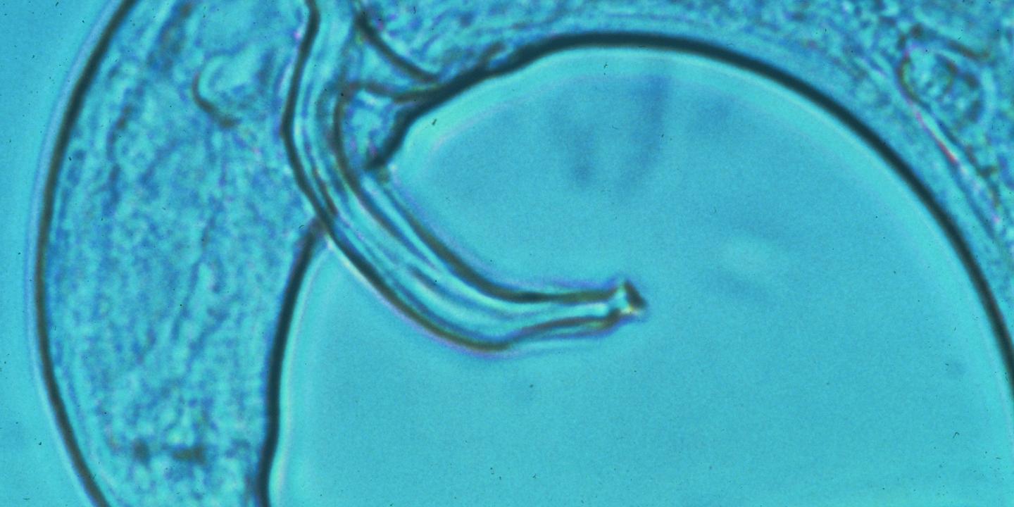 Nouveau foyer de nématode du pin détecté à Lescar : menace forestière