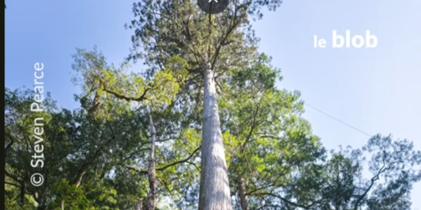 L'arbre le plus haut d'Asie de l'Est mesuré : 102,3 mètres