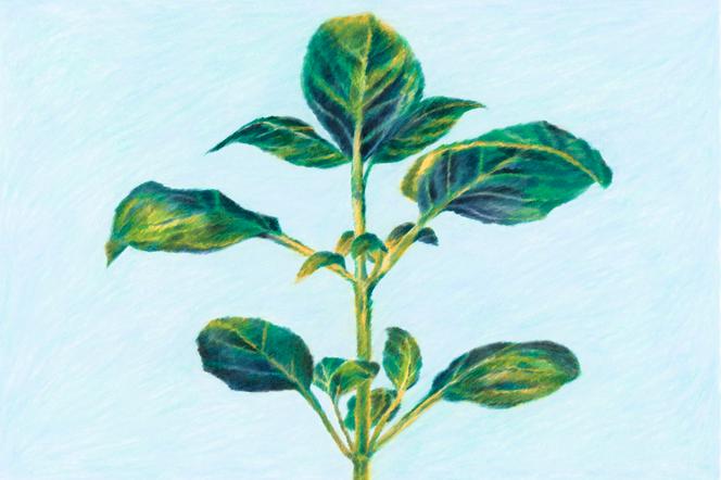 Le basilic possède une force évocatrice unique. - Clément Thoby pour M Le magazine du Monde