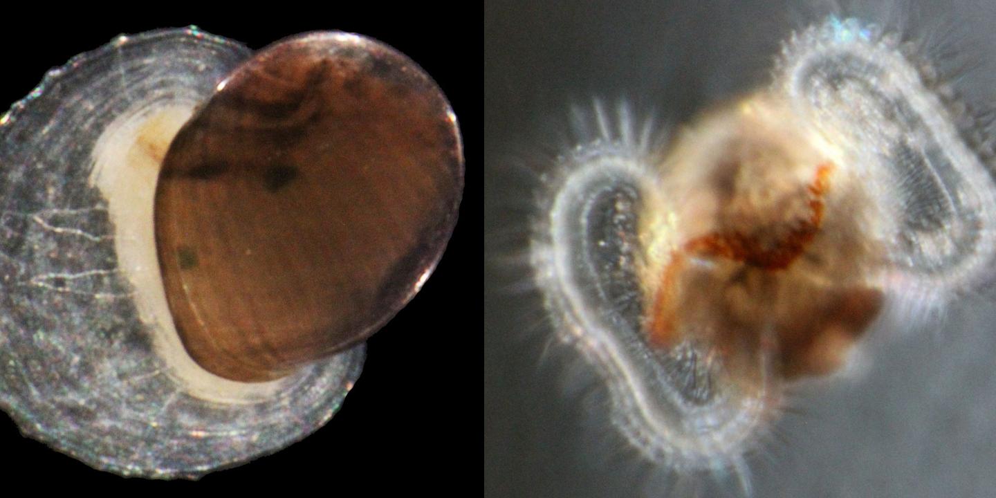 Incroyable voyage des larves de mollusques abyssaux vers la surface