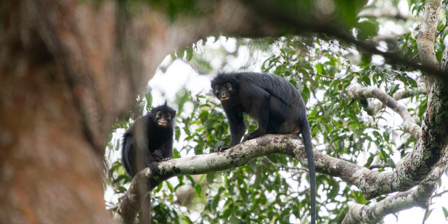 Nouvelle espèce de singe découverte au parc de la Lomami en RDC