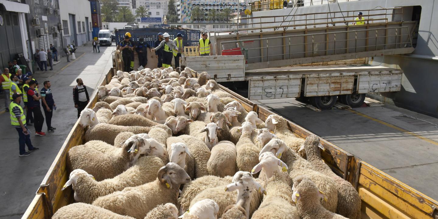 Algérie : le scandale des moutons de l'Aïd embarrasse le pouvoir