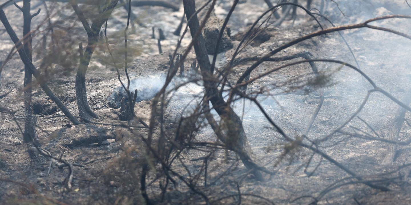 Incendies à Biscarrosse : les propriétaires racontent l'évasion de leurs chevaux