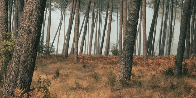 « La sécheresse et la canicule actuelles auront des conséquences à long terme sur la forêt française »