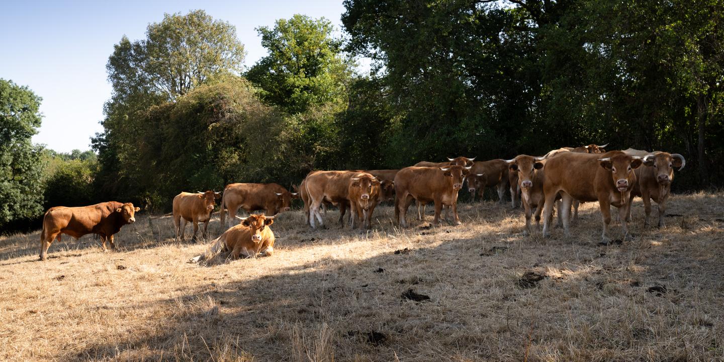 Canicule : 23 départements placés en vigilance orange jeudi, Gironde et Landes en vert à l'aube