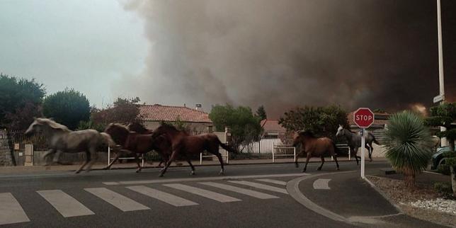 VIDEO Incendies : les propriétaires des chevaux échappés des flammes de Biscarrosse racontent
