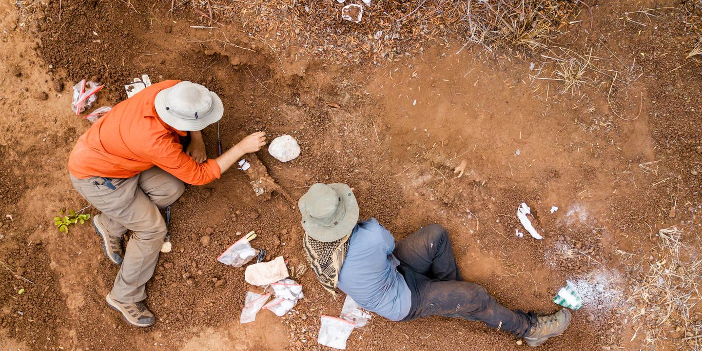 « Musango matusadonaensis », un nouveau dinosaure découvert au Zimbabwe qui arpentait la brousse il y a 210 millions d’années