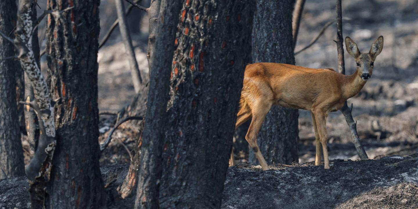 Gironde : incendie stabilisé, reprise fixée à Fontainebleau