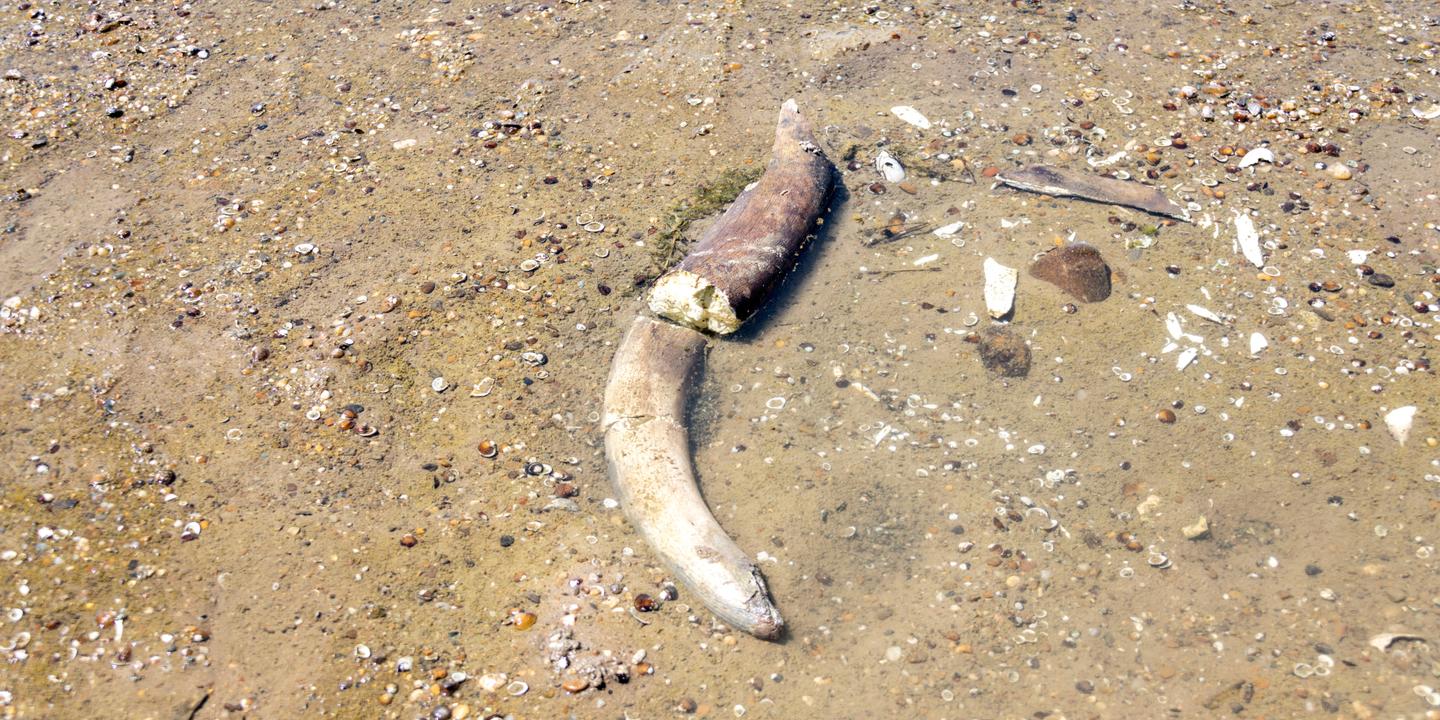 Des os de mammouth découverts en Bulgarie dans le lit du Danube