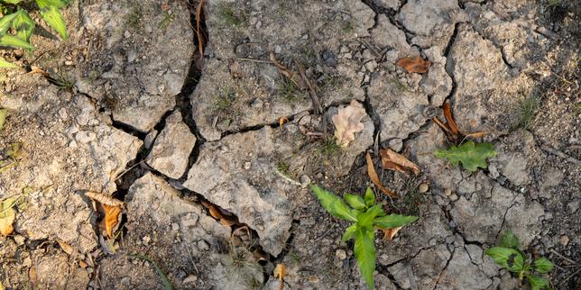 « Il n’y a rien qui pousse, c’est devenu un désert » : la Creuse confrontée à une sécheresse exceptionnelle