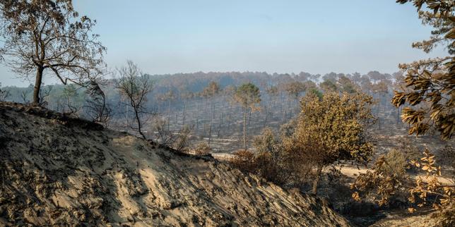 Le réchauffement climatique, implacable ennemi des forêts, attise les incendies