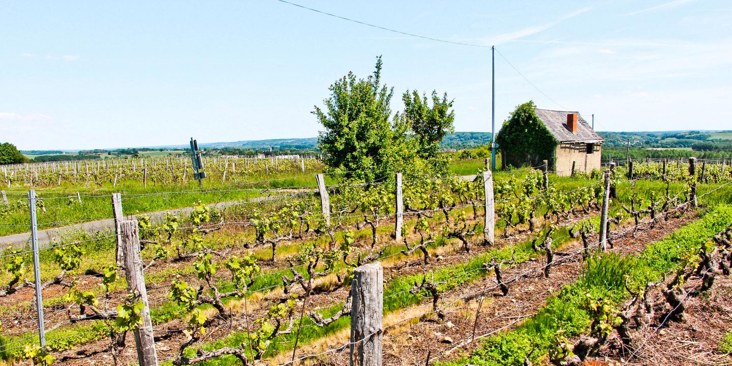 Dans la Sarthe, les vendanges en août, une première historique