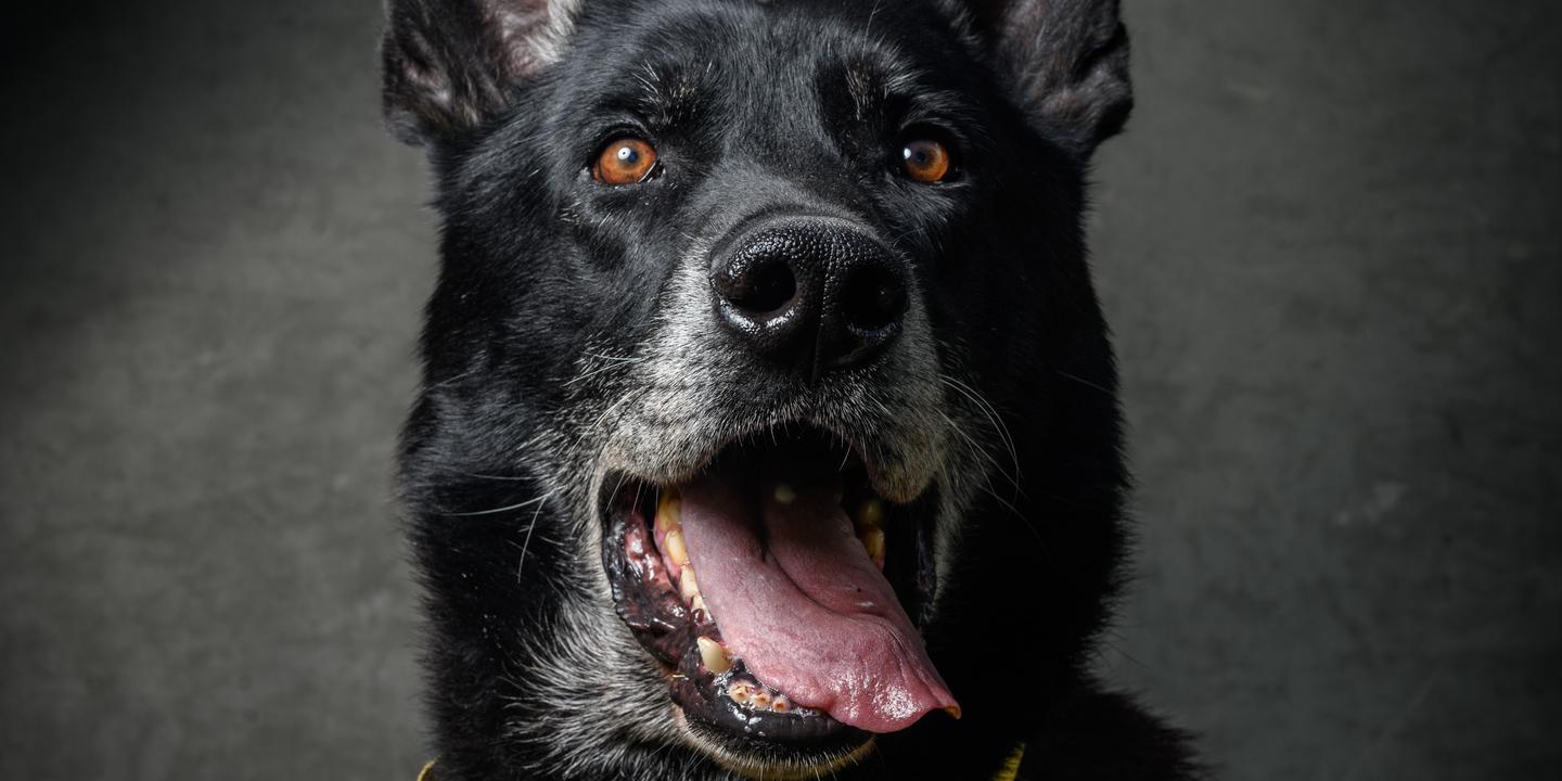 Ros, chien détecteur d'explosifs, héros de l'armée française