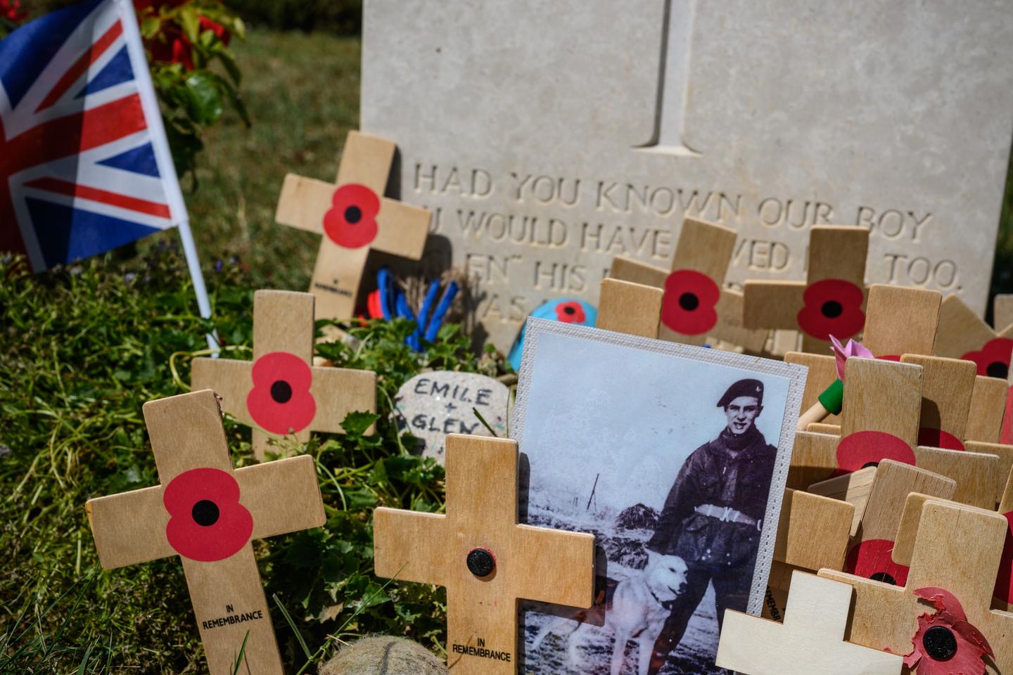 From Napoleon's camels to D-Day's dogs: The animals drafted into war