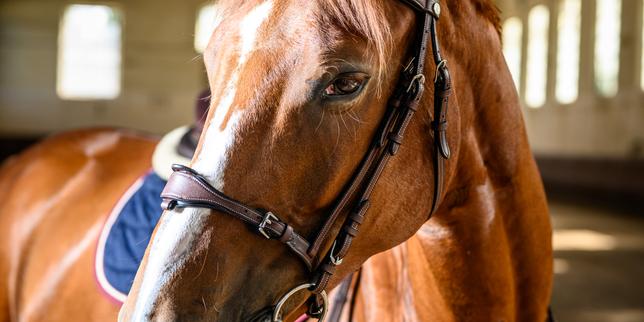 Jupiter, cheval chouchou de l’Ecole de cavalerie de Saumur, continue d’épauler les soldats, même loin des combats