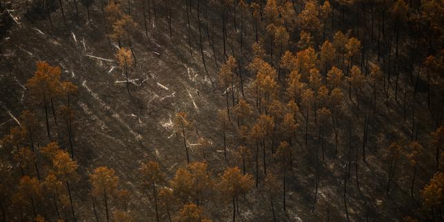 Les images des forêts des Landes et de Fontainebleau après le passage des incendies de juillet